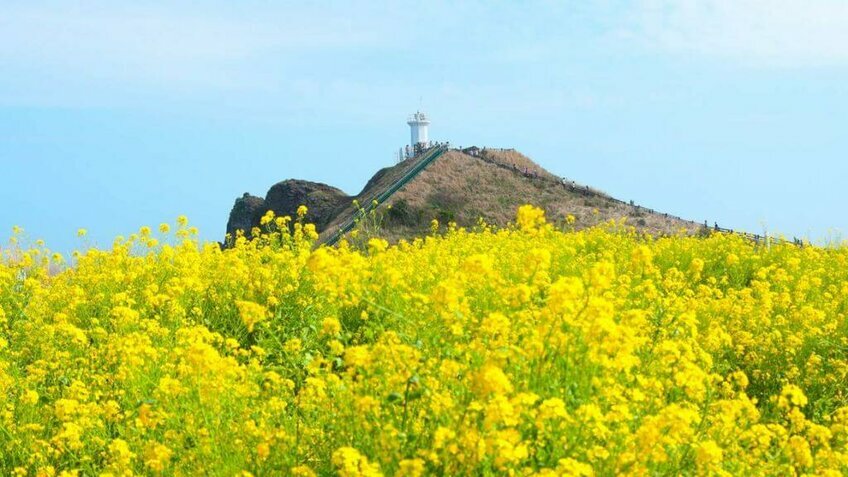 Busan - Jeju 6N5Đ: Thiên Đường Biển Đảo – Hawaii xứ Hàn