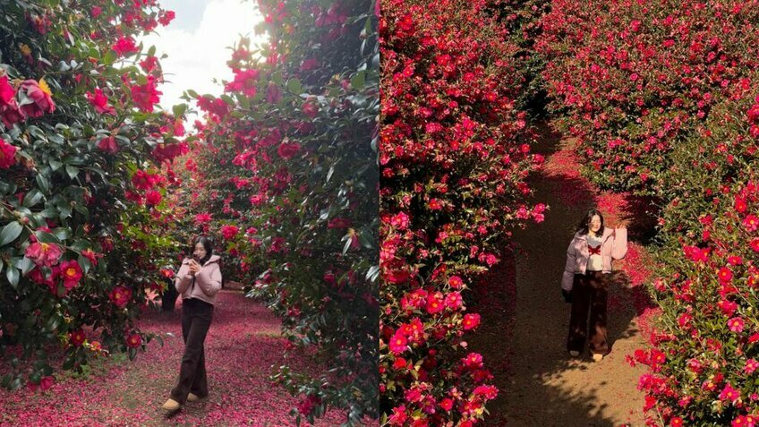 Busan - Jeju 6N5Đ: Thiên Đường Biển Đảo – Hawaii xứ Hàn