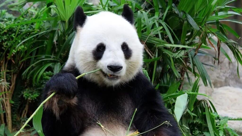 Chú gấu trúc lớn đang ôm tre ăn ngon lành