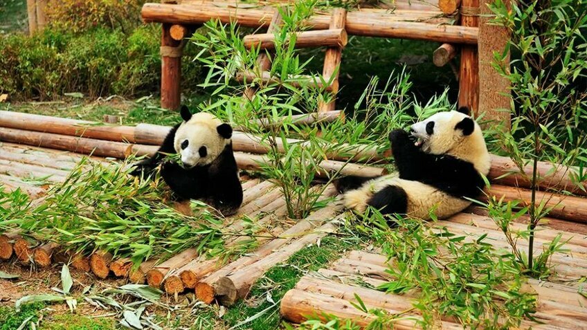 Tour Trùng Khánh Cửu Trại Câu 6 Ngày 5 Đêm No Shopping | Bay Thẳng Từ Hà Nội