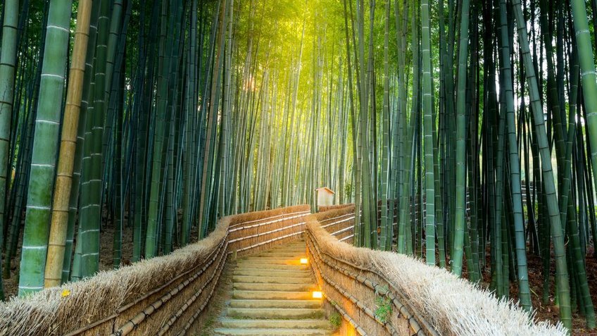 Tour Nhật Bản 6 Ngày 5 Đêm Hè 2026 | Osaka – Kyoto – Núi Phú Sĩ – Tokyo | Bay Vietnam AirlinesAirlines