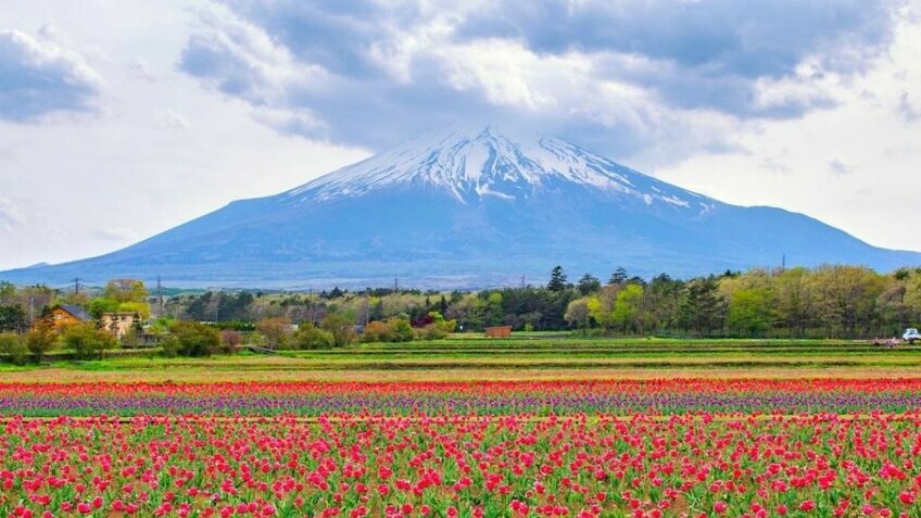 Tour Nhật Bản 6 Ngày 5 Đêm Hè 2026 | Osaka – Kyoto – Núi Phú Sĩ – Tokyo | Bay Vietnam AirlinesAirlines