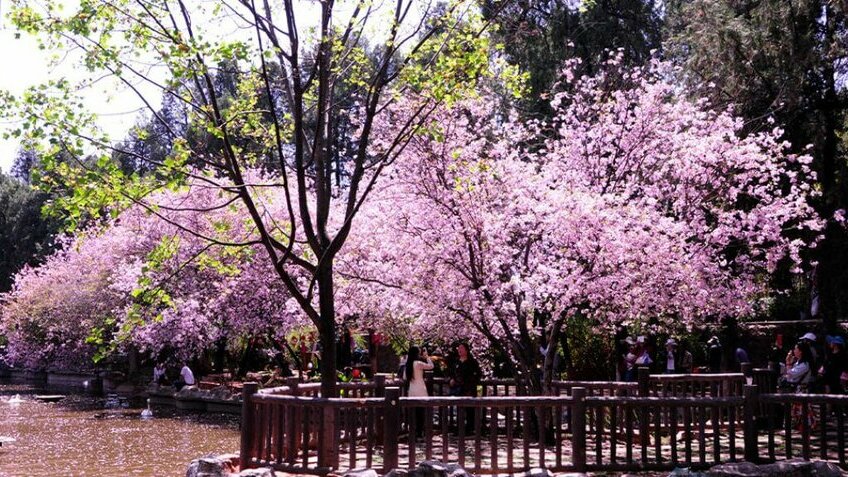Tour Hải Phòng - Hà Nội - Lào Cai - Hà Khẩu - Đại Lý - Côn Minh 4N4Đ