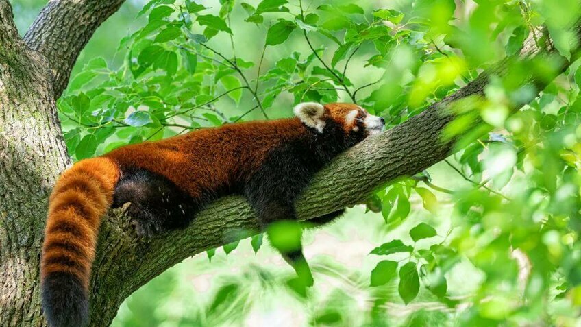 Tour Trùng Khánh 4N3Đ Từ Hà Nội: Lý Tử Bá - Hồng Nhai Động |West Air