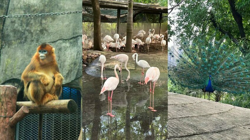 Tour Trùng Khánh 4N3Đ Từ Hà Nội: Lý Tử Bá - Hồng Nhai Động |West Air
