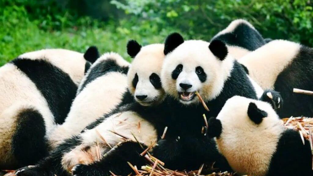 Sở thú Trùng Khánh – ngôi nhà của những chú gấu trúc đáng yêu.