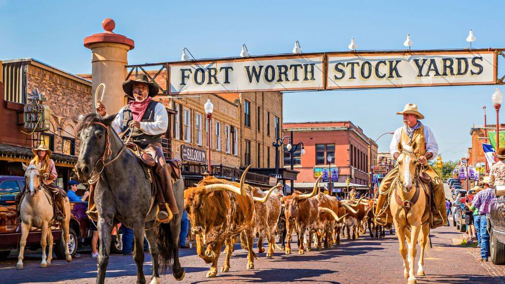 Cattle Drive – màn trình diễn tái hiện cảnh cao bồi lùa đàn bò Texas Longho trên phố