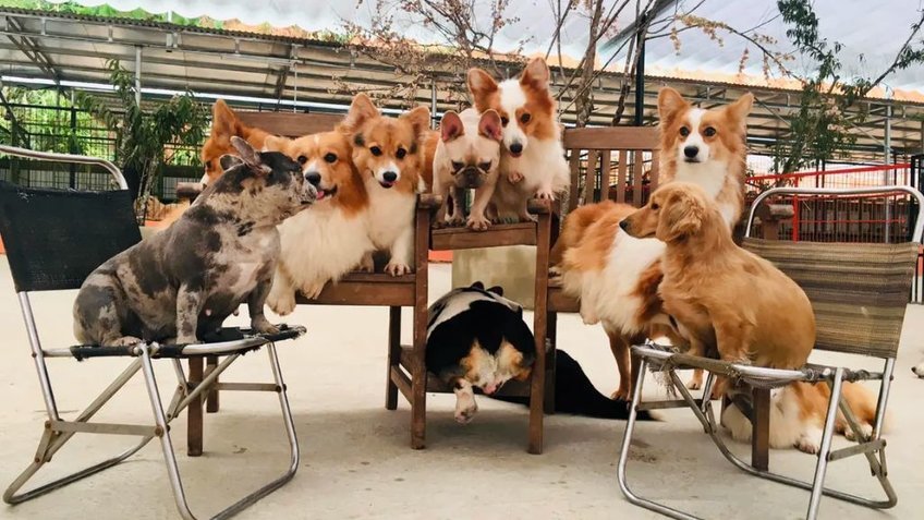 Đà Lạt: Thác Dantala - Puppy Farm - Núi LangBiang 4N3Đ