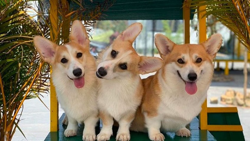 Đà Lạt: Thành Phố Ngàn Hoa Mộng Mơ 3N2Đ
