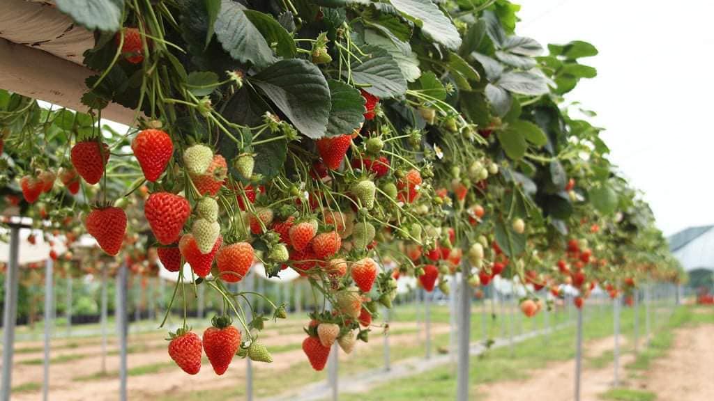 Ghé thăm vườn dâu Đà Lạt với những trải nghiệm tuyệt vời