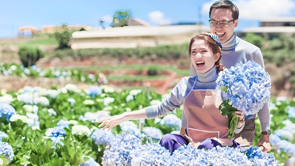 Chụp ảnh trong vườn hoa cẩm tú cầu đầy màu sắc