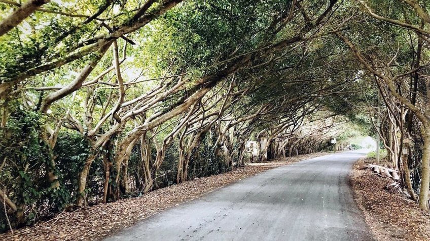 Tour Miền Tây 3 Ngày 2 Đêm Tết | TP.HCM – Mỹ Tho – Châu Đốc – Cần Thơ