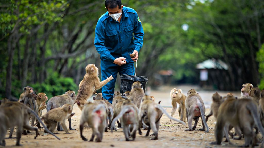 Đàn khỉ hoang dã tại Cần Giờ