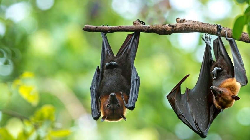 Du Lịch Cần Giờ 2N1Đ: Tour Riêng Đoàn, Công ty
