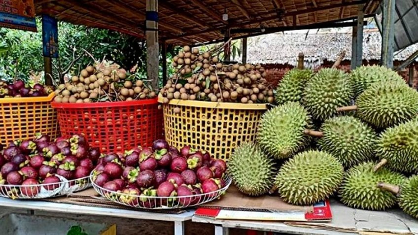 Tour Sài Gòn – Bến Tre 2 Ngày 1 Đêm | City Tour Hồ Chí Minh Khám Phá Miền Tây | Vietpower
