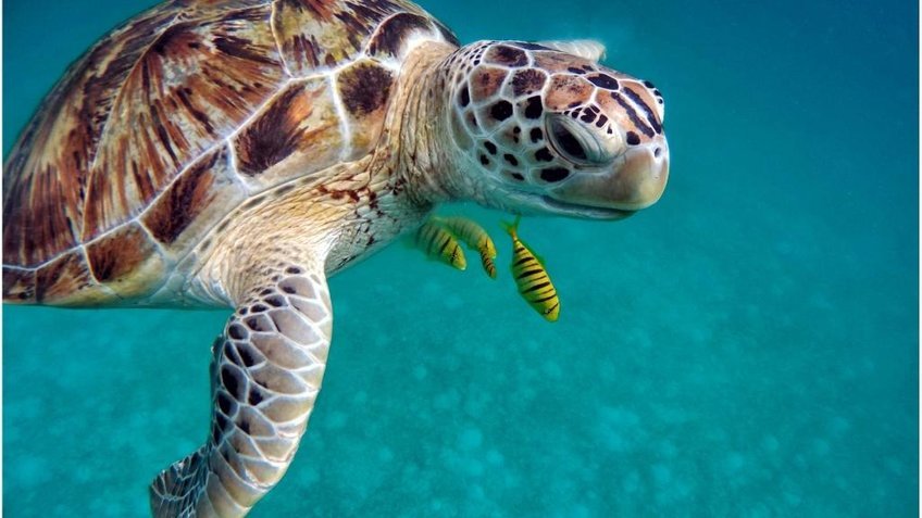 Du lịch Maldives 5 ngày 4 đêm từ Hà Nội: Khám phá đảo thiên đường