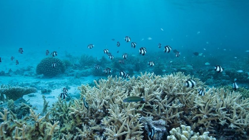 Du lịch Maldives 5 ngày 4 đêm từ Hà Nội: Khám phá đảo thiên đường