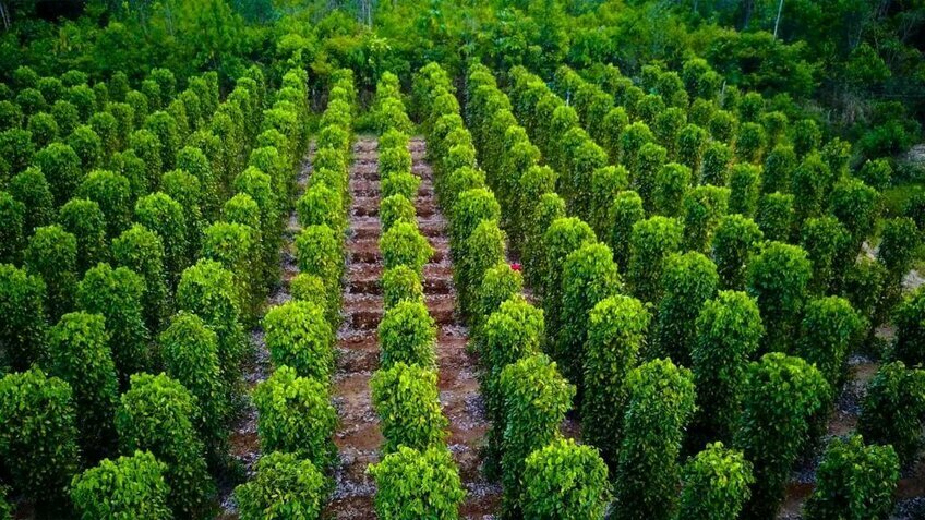 Du Lịch Phú Quốc 3N2Đ: Safafi - Rạch Vẹm - Vương Quốc Sao Biển
