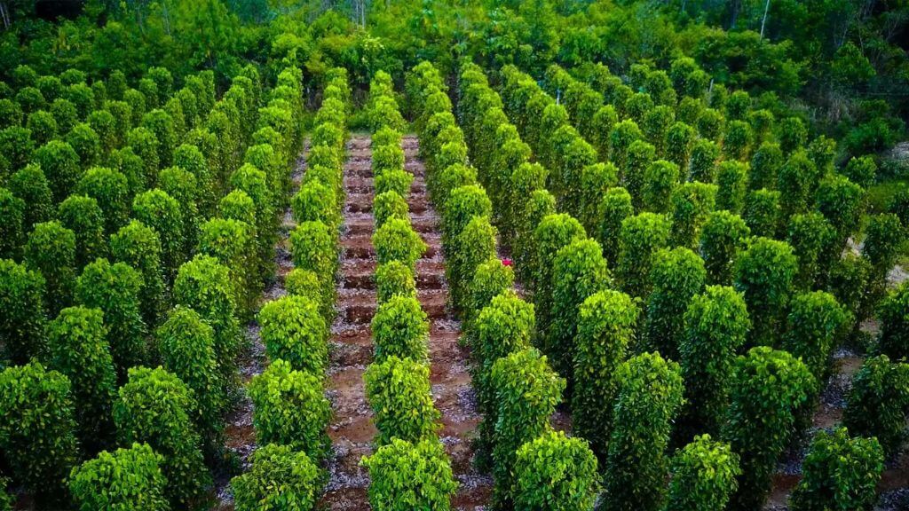 Vườn tiêu Phú Quốc – nơi trồng loại tiêu nổi tiếng với hương vị đậm đà