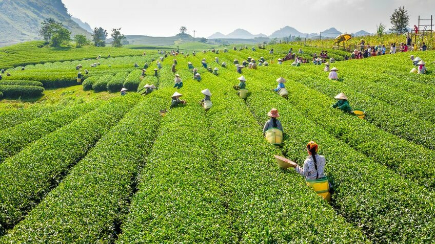 Du lịch Tây Bắc Tết 2026: Sa Pa – Lai Châu – Điện Biên – Sơn La – Mộc Châu