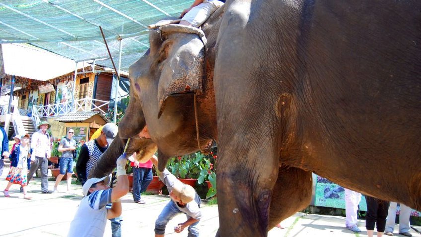 Tour Đà Lạt 4 Ngày 3 Đêm | Khám Phá Mongo Land - Langbiang - Thác Datanla | Vietpower Travel