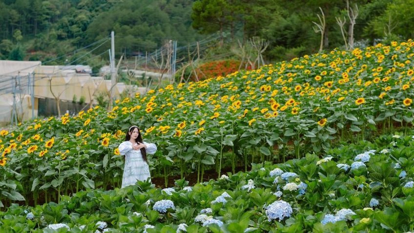 Tour Hà Nội – Đà Lạt – Nha Trang 5 Ngày 4 Đêm | Bay Thẳng | Khám Phá Cao Nguyên & Biển Xanh