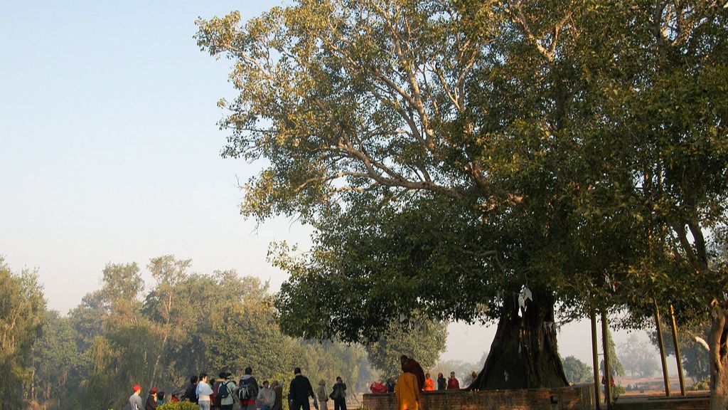 Cây Bồ Đề A Nan Đà linh thiêng