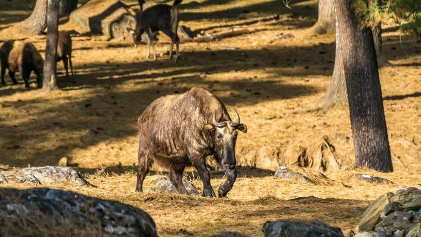 Tour Bhutan Nepal 8N7Đ | Hành Hương Himalaya - Taktsang - Holi | Vietpower Travel