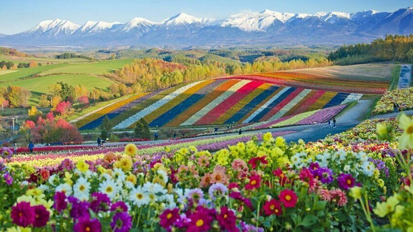 Hokkaido Tự Túc 5N4Đ – Hành Trình Đẳng Cấp & Linh Hoạt (Chưa Gồm VMB)