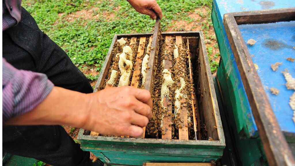 Tìm hiểu quy trình nuôi ong ở Phú Quốc