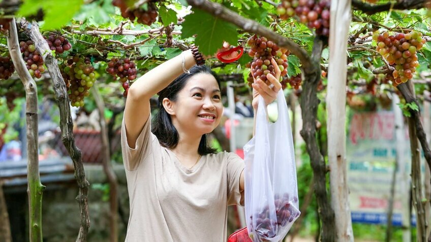 Khám phá Ninh Thuận 3N2Đ - Mừng xuân Ất Tỵ