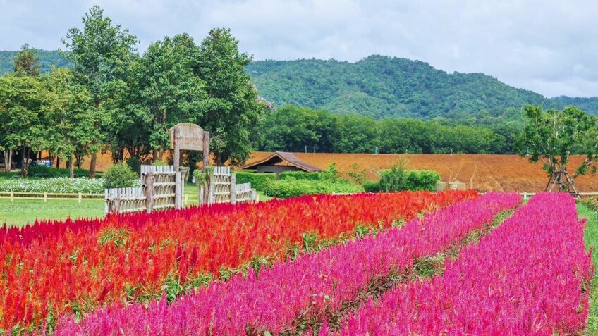 Khám Phá Vẻ Đẹp Phương Bắc Thái Lan: Chiang Mai – Chiang Rai - Suối khoáng nóng Mae Khachan (No Shopping)