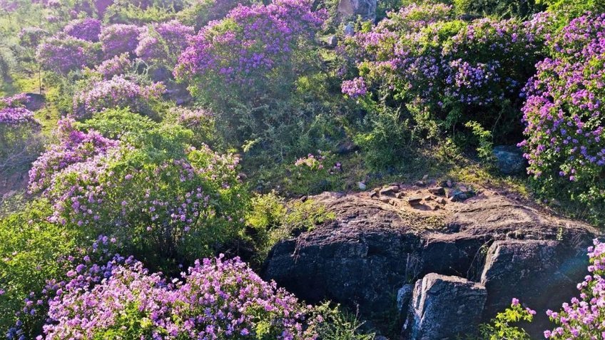 Lạc bước rừng Cát Tiên: Trekking Bàu Sấu 2N1Đ (Từ Hồ Chí Minh)