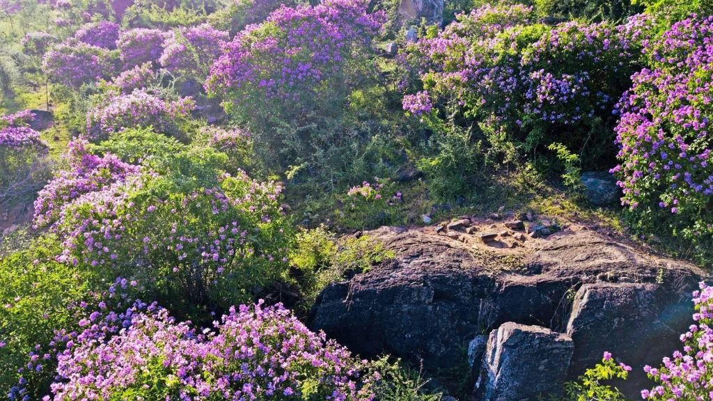 Rừng Bằng Lăng Đạ Cộ thơ mộng