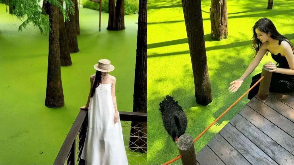 Check in Đầm lầy Thanh Sơn với màu nước xanh như matcha