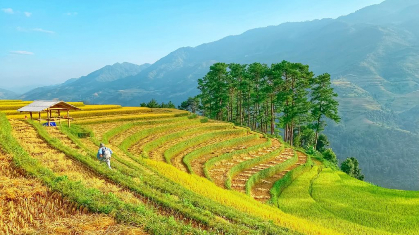 Mù Cang Chải - Đèo Khau Phạ - Tú Lệ - Trạm Tấu 3N2Đ