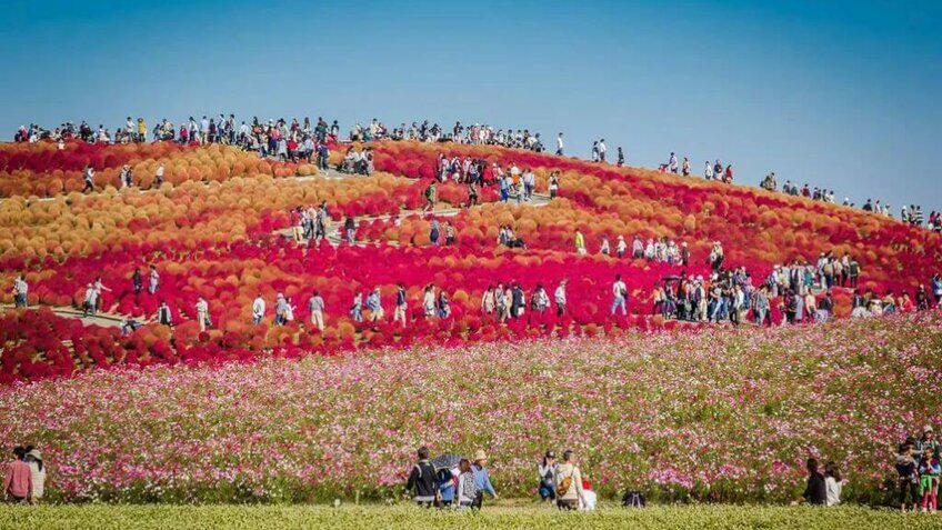 Tour Nhật Bản 5 Ngày 4 Đêm | Tokyo – Núi Phú Sĩ – Tokyo Disneyland Mùa Hè 2026