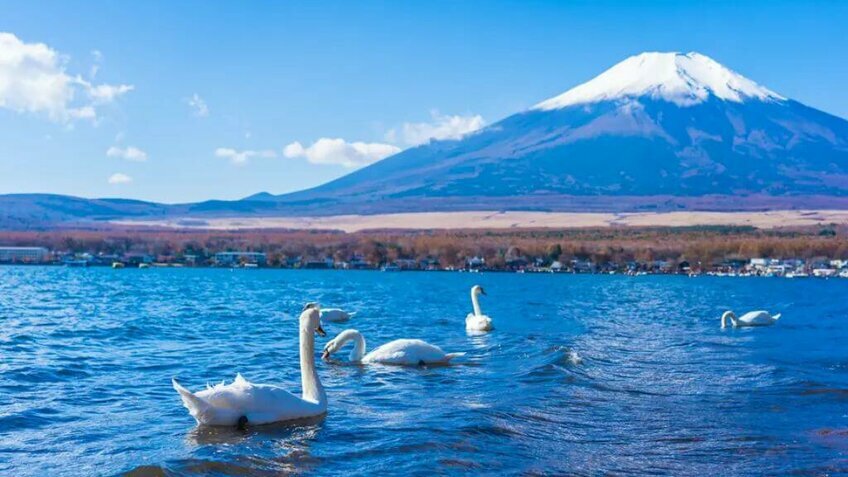Tour Nhật Bản Tự Túc 5 Ngày 4 Đêm | Tokyo - Núi Phú Sĩ - Narita | Vietpower Travel