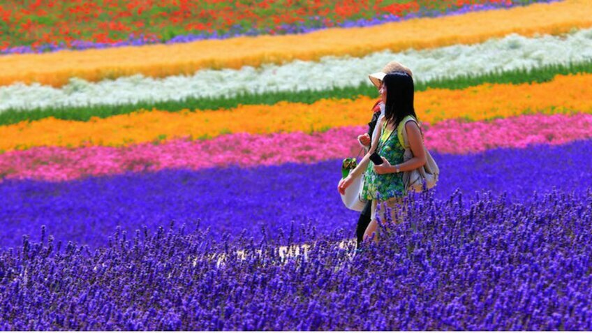 Rực Rỡ Sắc Hoa Lavender: Hokkaido - Asahikawa - Furano - Sapporo - Otaru 6N5Đ| Từ HCM