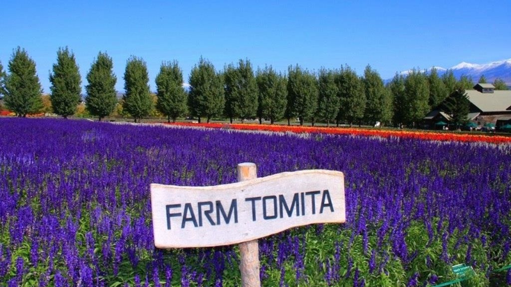 Trang trại Tomita Furano – điểm ngắm hoa lavender nổi tiếng bậc nhất Nhật Bản
