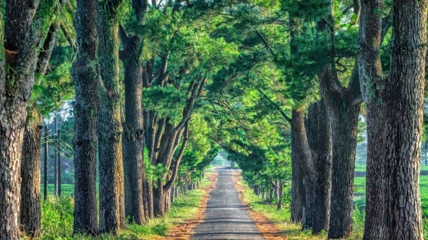 Tour Tây Nguyên 4 Ngày 3 Đêm | Hà Nội – Pleiku – Buôn Ma Thuột Mùa Hoa Cà Phê