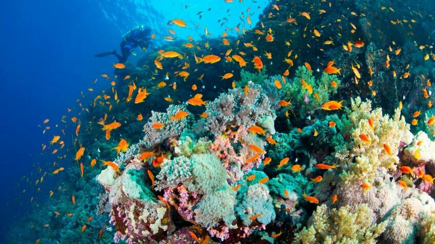 Tour Ai Cập 12N11Đ: Cairo - Bahariya - Alexandria – Aswan - Luxor - Biển Đỏ