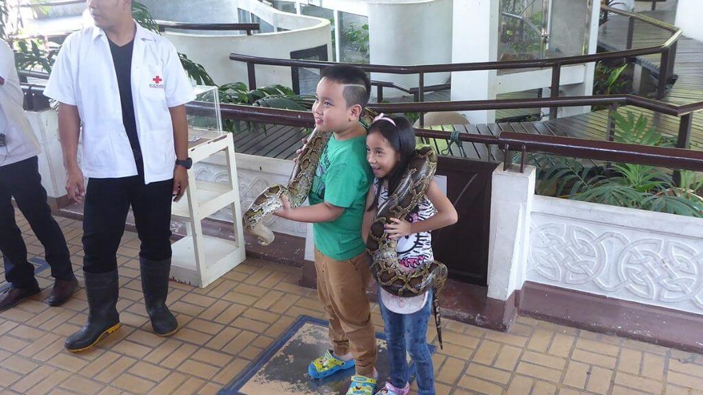 Tham quan Snake Farm (Trại Rắn) – nơi tìm hiểu về đời sống và tập tính của các loài rắn Thái Lan