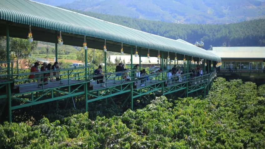 Tour Đà Lạt 3 Ngày 3 Đêm Tết 2026 | Săn Mây Cầu Đất - Puppy Farm - Thác Datanla