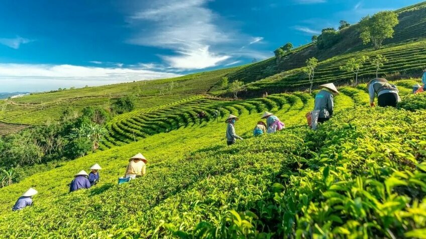 Tour Đà Lạt săn mây 3N3Đ: Đồi chè - KDL Langbiang giao lưu cồng chiêng - Dapa Hill
