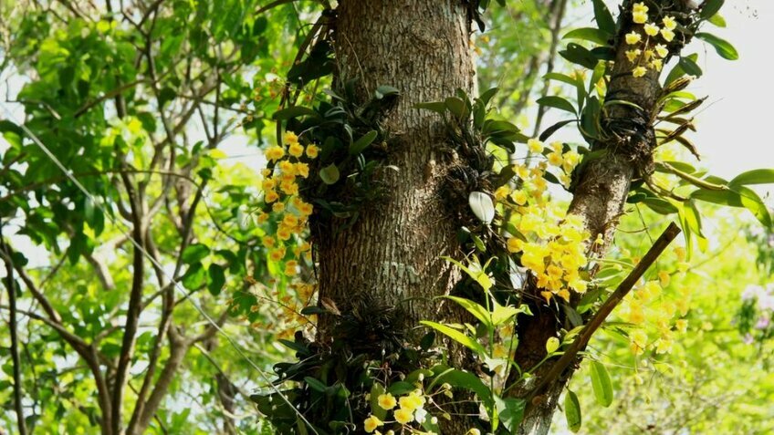 Tour Tây Nguyên 3 Ngày 2 Đêm | Buôn Ma Thuột - Gia Lai - Kon Tum - Măng Đen
