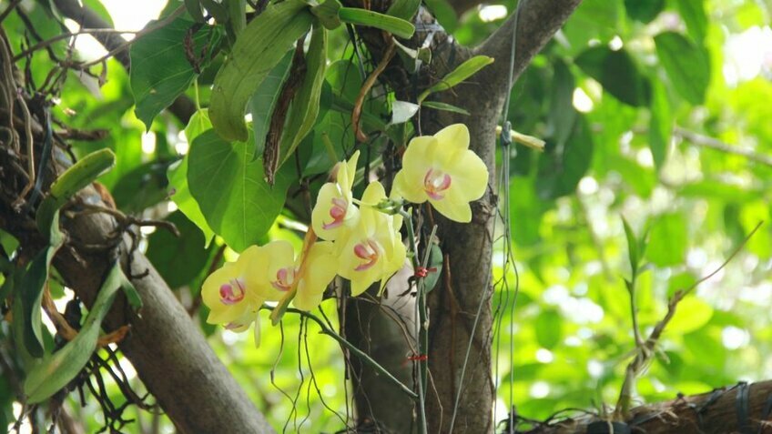 Tour Tây Nguyên 3 Ngày 2 Đêm | Buôn Ma Thuột - Gia Lai - Kon Tum - Măng Đen