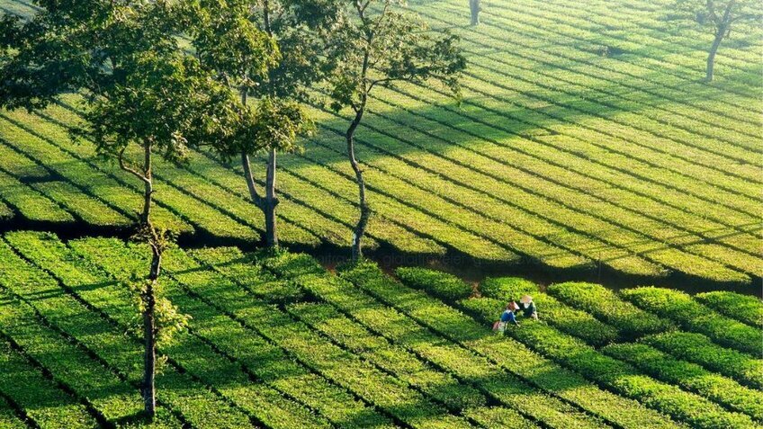 Tour Tây Nguyên 3 Ngày 2 Đêm | Buôn Ma Thuột - Gia Lai - Kon Tum - Măng Đen