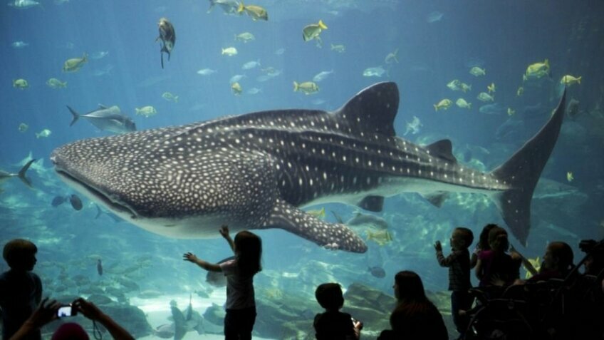Tour Hà Nội – Nha Trang – Đà Lạt 5 Ngày 4 Đêm | Nghỉ Dưỡng Biển Xanh & Thành Phố Ngàn Hoa