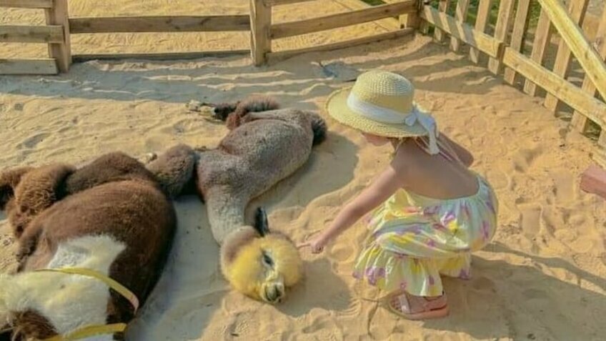 Tour Hà Nội - Phan Thiết - Mũi Né 4 ngày 3 đêm + Vé Máy Bay